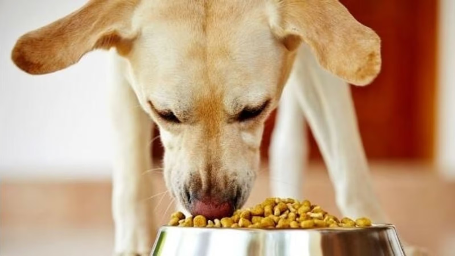 Best Canine Food Available – Find Reality