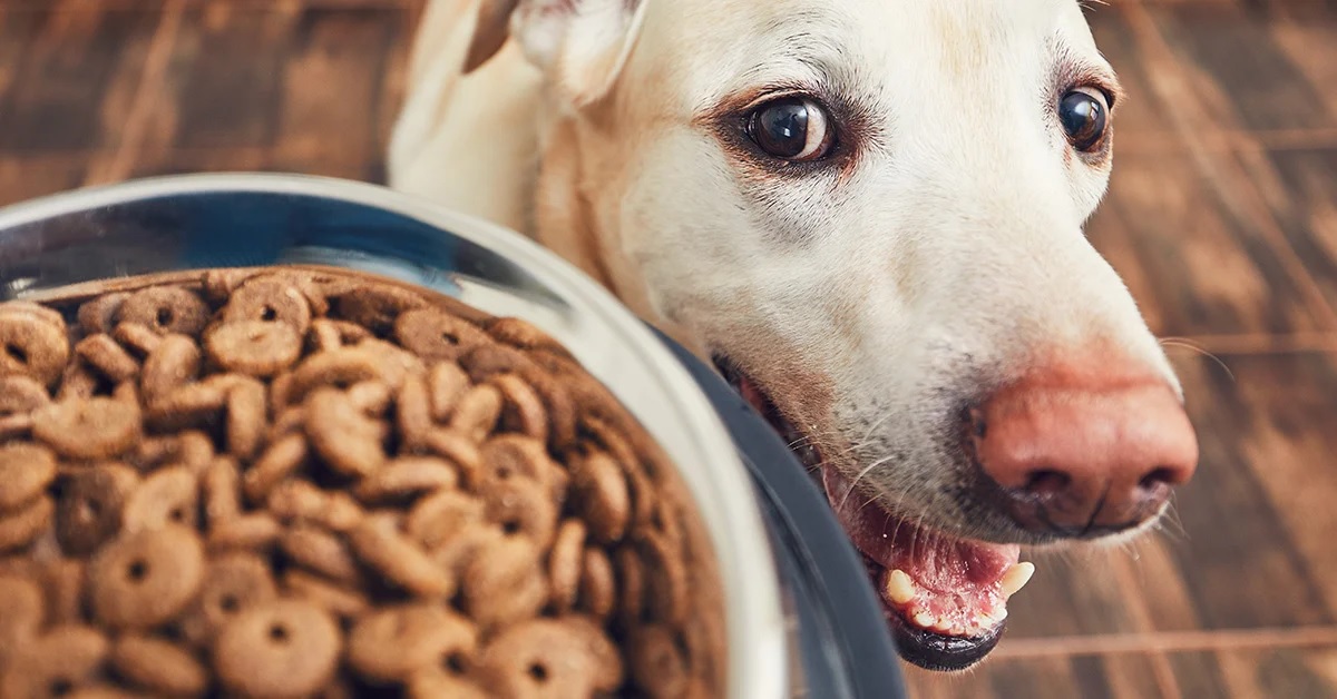 Elements for Canine Food